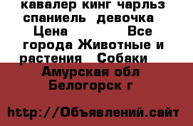  кавалер кинг чарльз спаниель -девочка › Цена ­ 45 000 - Все города Животные и растения » Собаки   . Амурская обл.,Белогорск г.